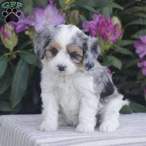 Pebbles, Cavapoo Puppy